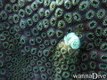 foto de buceo
