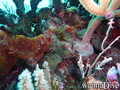 scuba diving photo