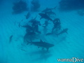 scuba diving photo