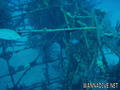 scuba diving photo