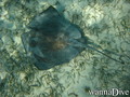scuba diving photo