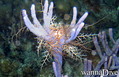 foto de buceo