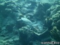 scuba diving photo