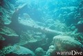 scuba diving photo