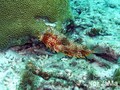 scuba diving photo