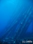 scuba diving photo