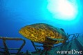 scuba diving photo