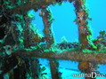 scuba diving photo