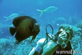 scuba diving photo