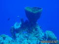scuba diving photo
