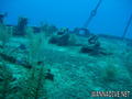 scuba diving photo