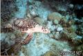 scuba diving photo