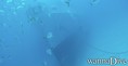 scuba diving photo