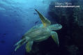 scuba diving photo