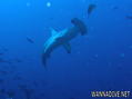 scuba diving photo