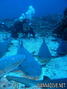scuba diving photo