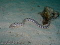scuba diving photo