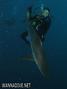 scuba diving photo