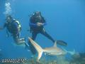 scuba diving photo