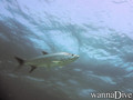 scuba diving photo