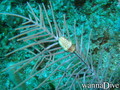 scuba diving photo