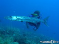 scuba diving photo