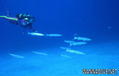 scuba diving photo