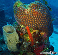 scuba diving photo