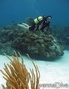 scuba diving photo