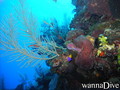 scuba diving photo