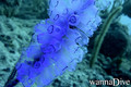 scuba diving photo