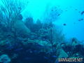 scuba diving photo