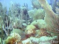 scuba diving photo