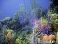 scuba diving photo