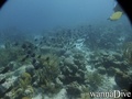 scuba diving photo