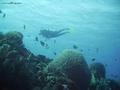 scuba diving photo
