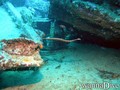 scuba diving photo
