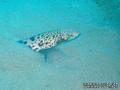 foto de buceo