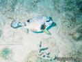 scuba diving photo