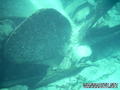 scuba diving photo