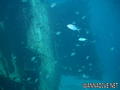 scuba diving photo