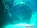 scuba diving photo