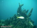 foto de buceo