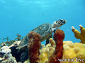 scuba diving photo