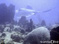 scuba diving photo