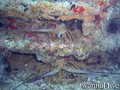 scuba diving photo