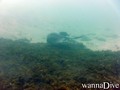 scuba diving photo
