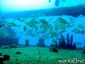 scuba diving photo