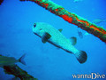 scuba diving photo