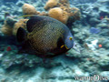 scuba diving photo